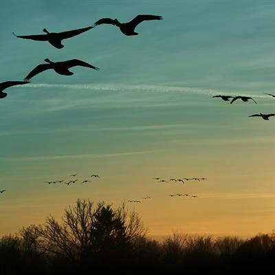 Avian Influenza