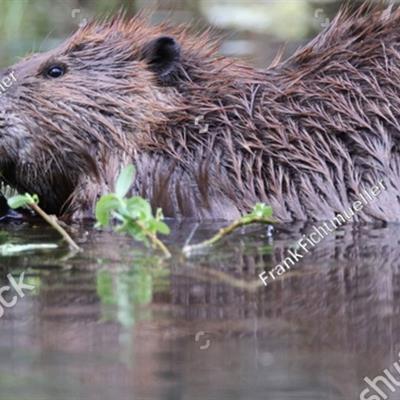 Beaver