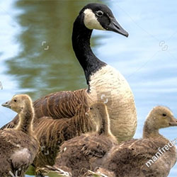 Canada Geese