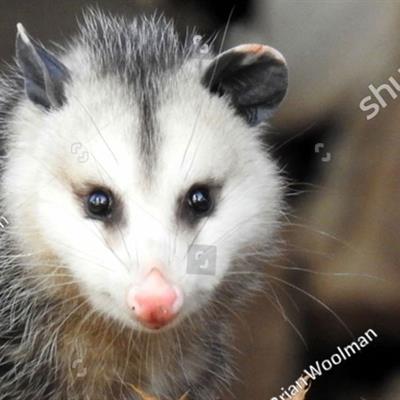 Opossum
