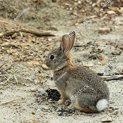 Rabbits