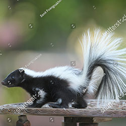 Skunks