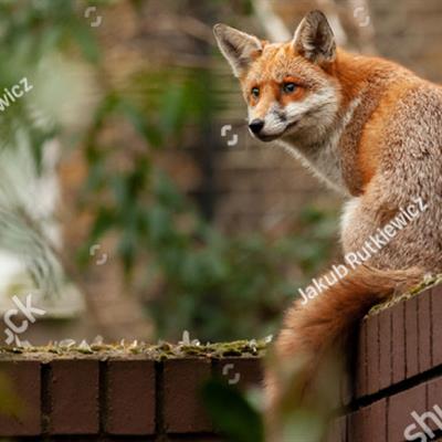 Fox