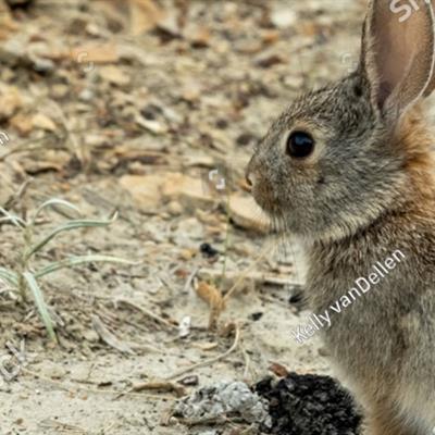 Rabbits