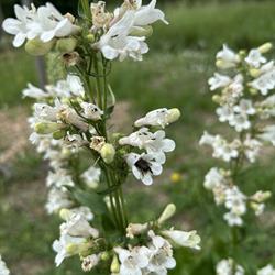 Foxglove Beardtongue