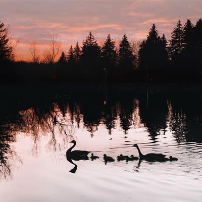 Restoring Natural Spaces
