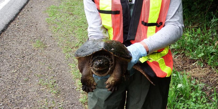 An image of a person holding a snapping turtle at the roadside.
