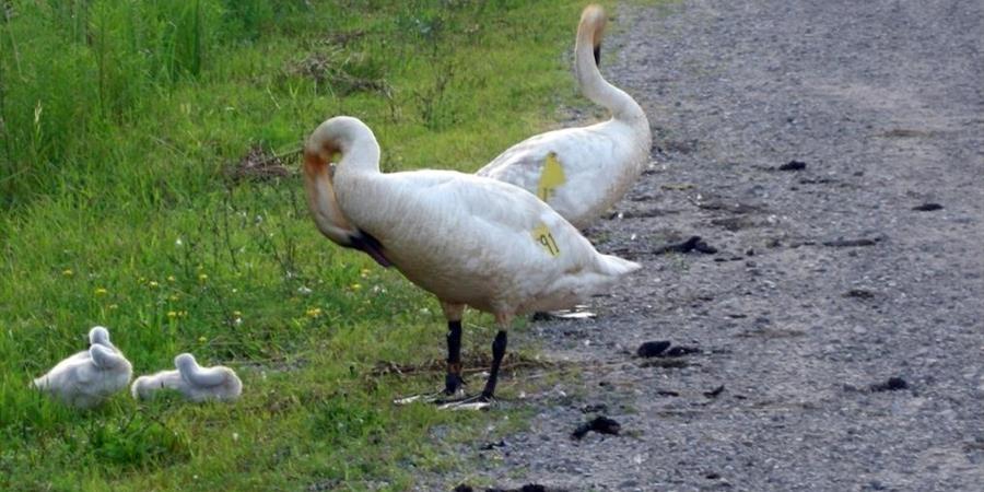 An image of a pair of adult swans with their young by a patch of grass