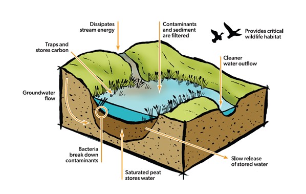 How Wetlands Work. Text description below.