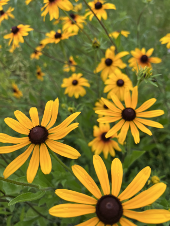 blooming flowers, yellow, Black-eyed Susan