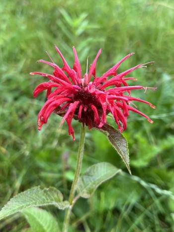 blooming flowers, red, Bee Balm