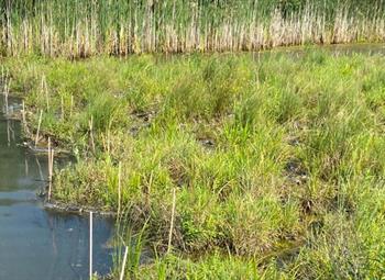 Christopher Stork Stormwater Pond