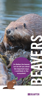 Beavers Brochure