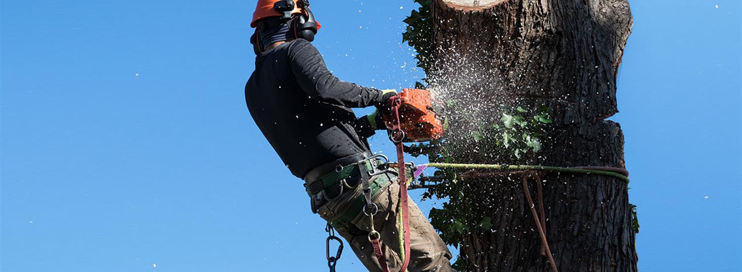 Tree Removal Page Banner