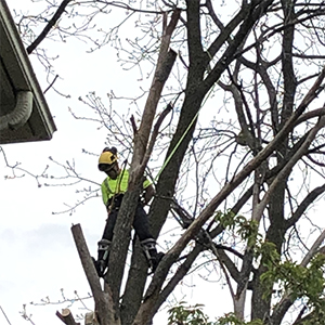 Pruning and Inspections