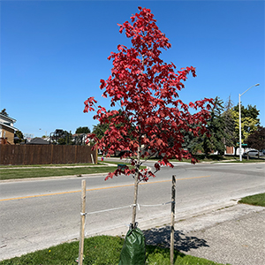 Request New/Replacement Tree