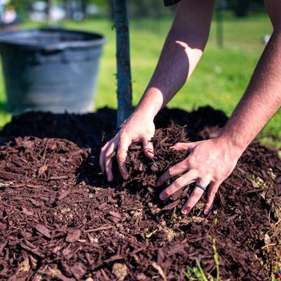 Mulching and Watering
