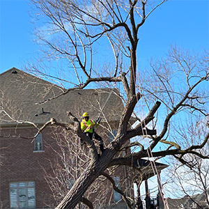 Tree Removal or Damage