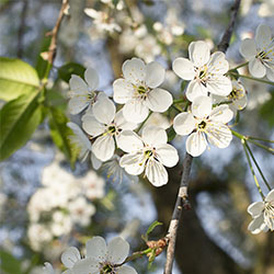 Pin Cherry (Prunus pensylvanica)