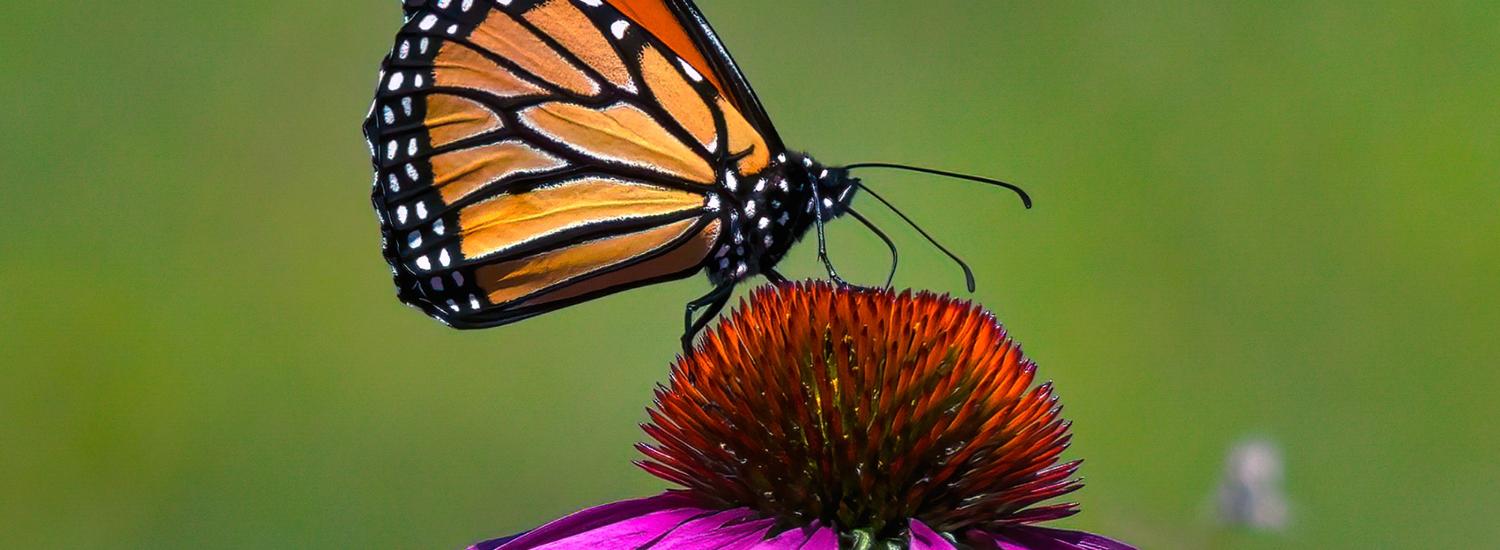 Pollinator Week Page Banner